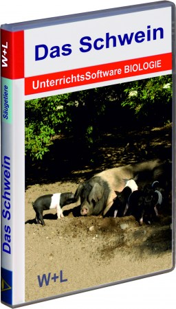 1005 Das Schwein 201870